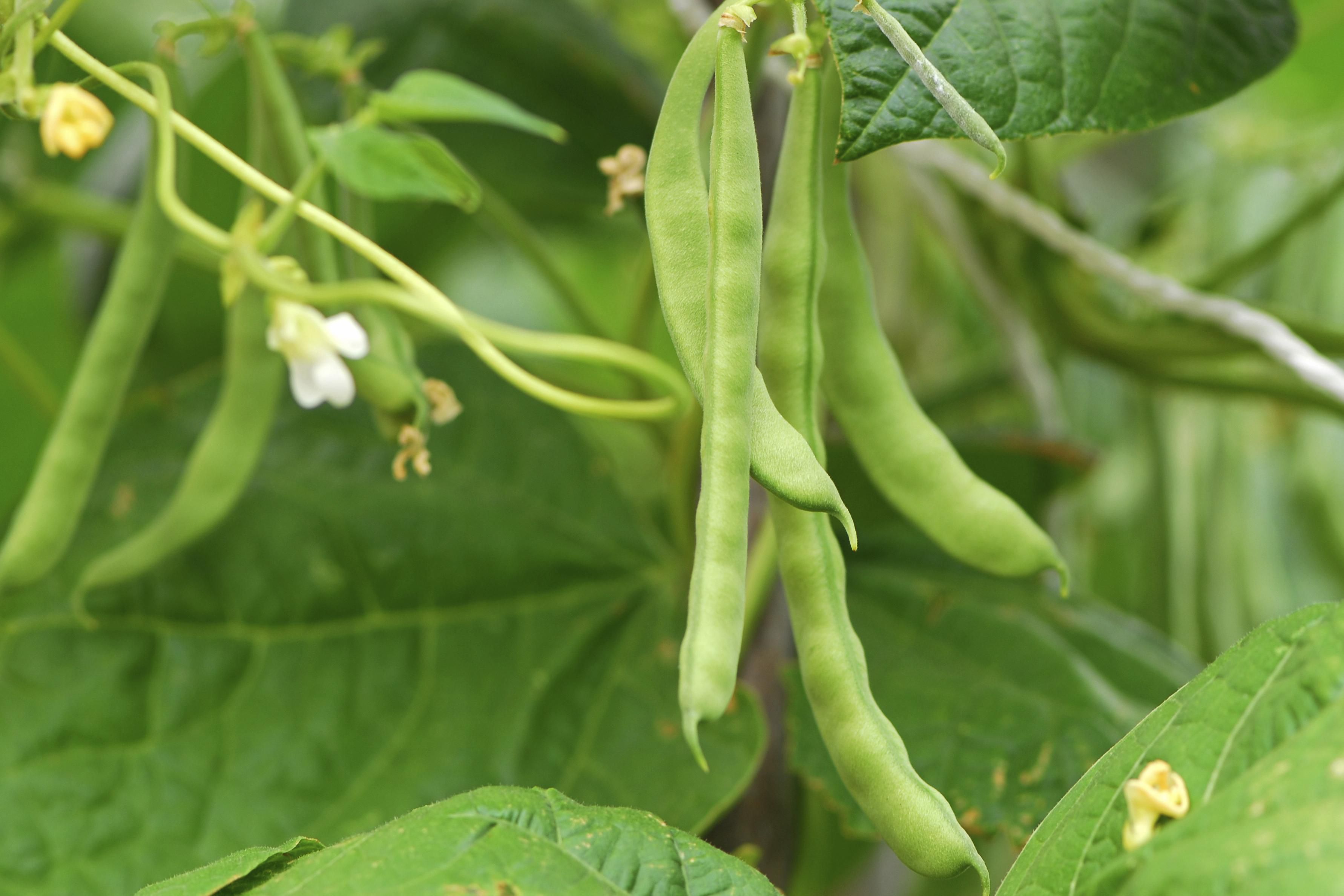 The Best Companion Plants for Pole Beans and Bush Beans