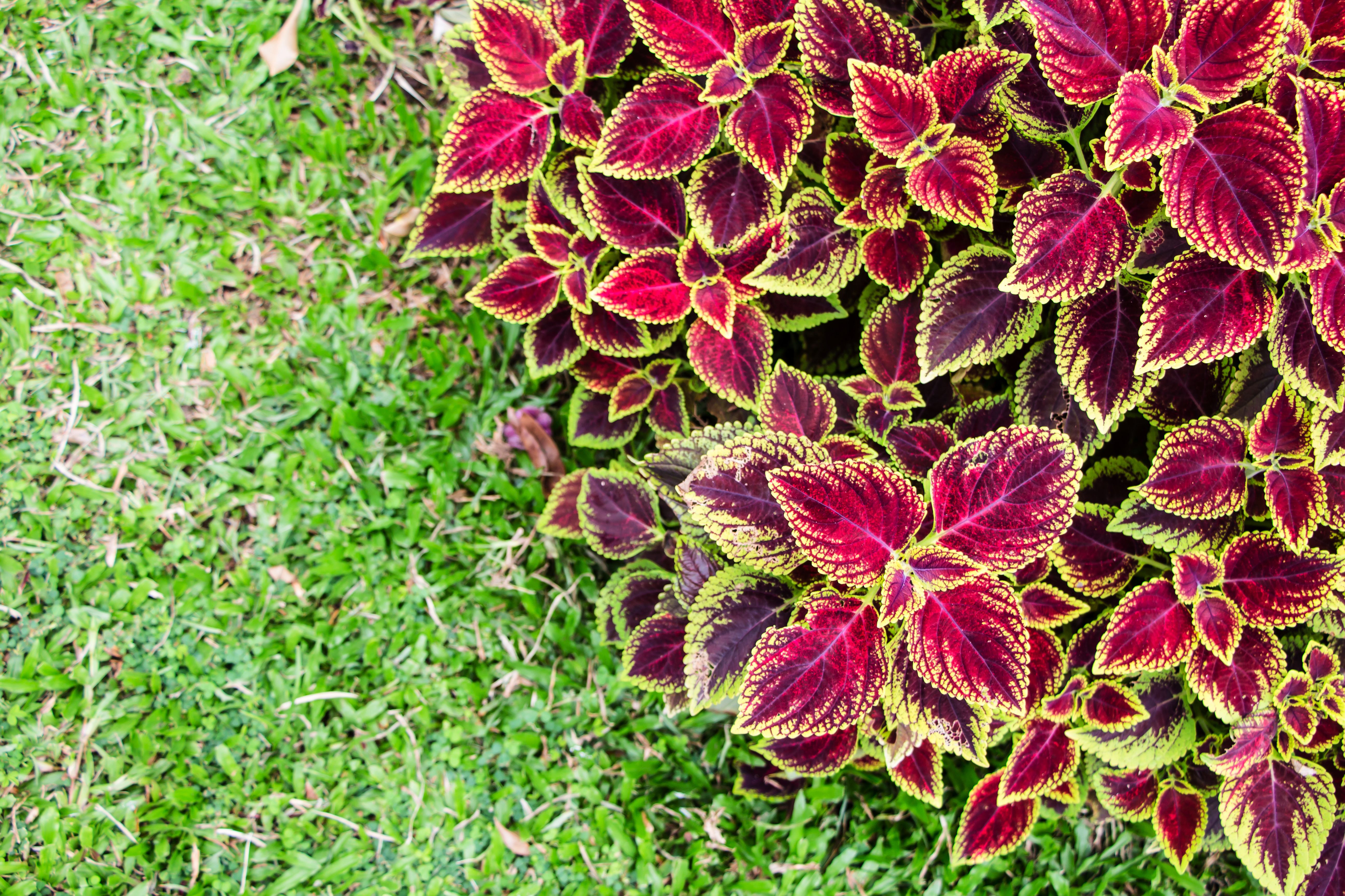 Are Coleus Plants Perennial Flowers? | Hunker | Perennials, Flowers