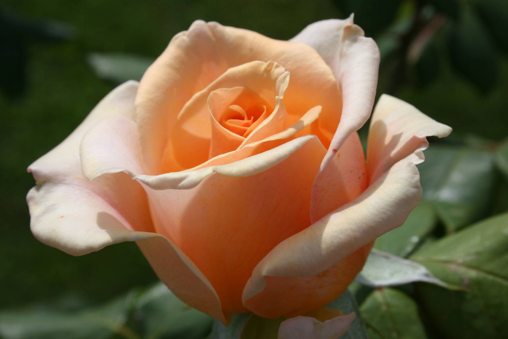 Apricot Passion — Eumundi Roses