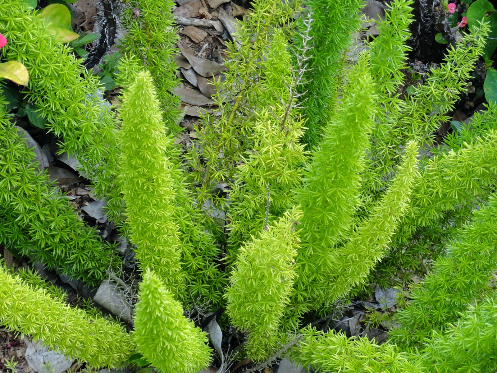 University of Florida/IFAS Charlotte County Extension: Ornamental