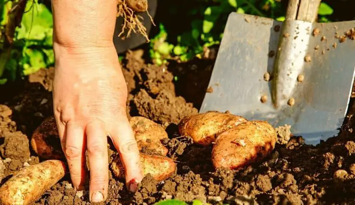 When To Dig Up Potatoes? - A Clear Guide - Gardening Dream