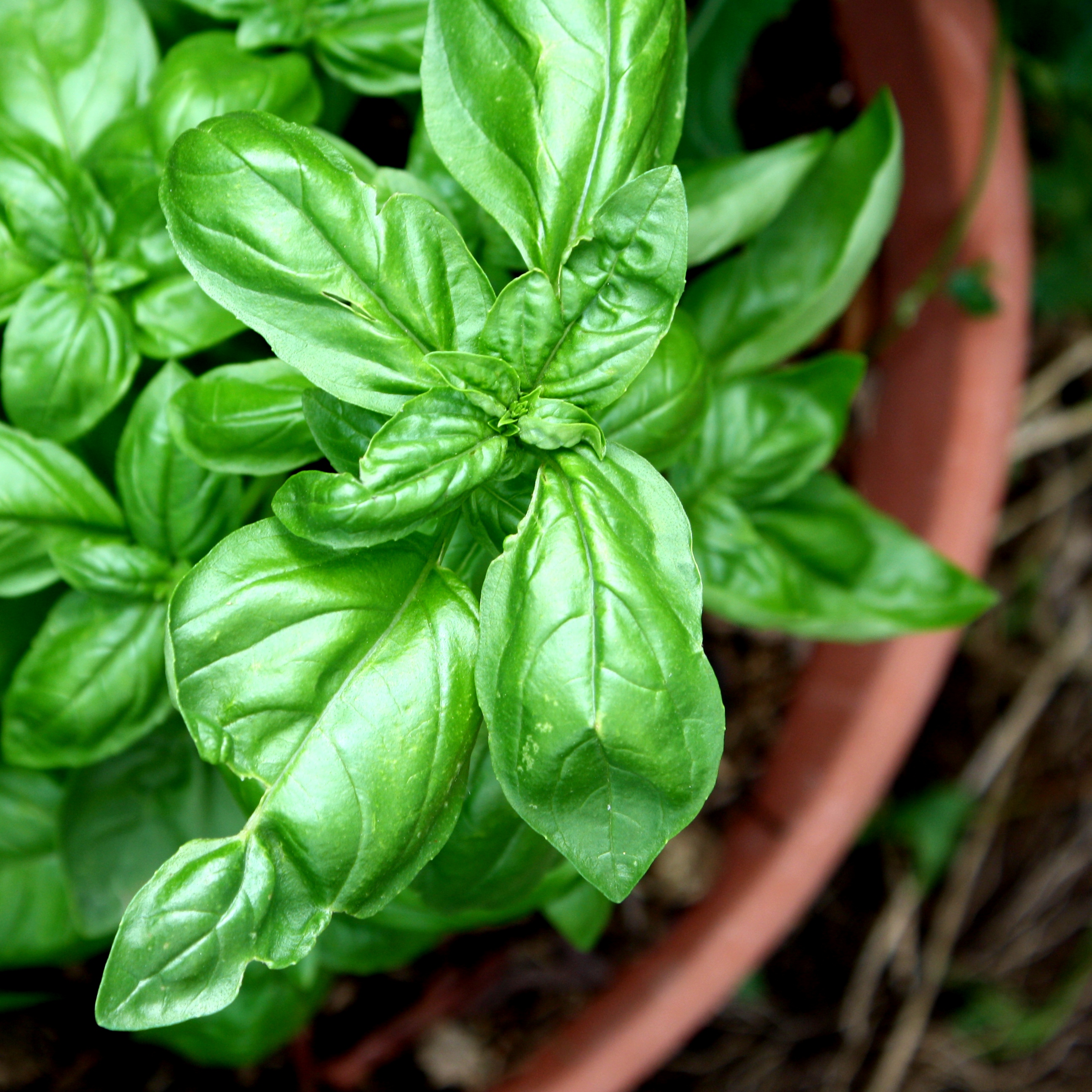 Sweet Basil Plant in Terra Cotta Pot Picture | Free Photograph | Photos