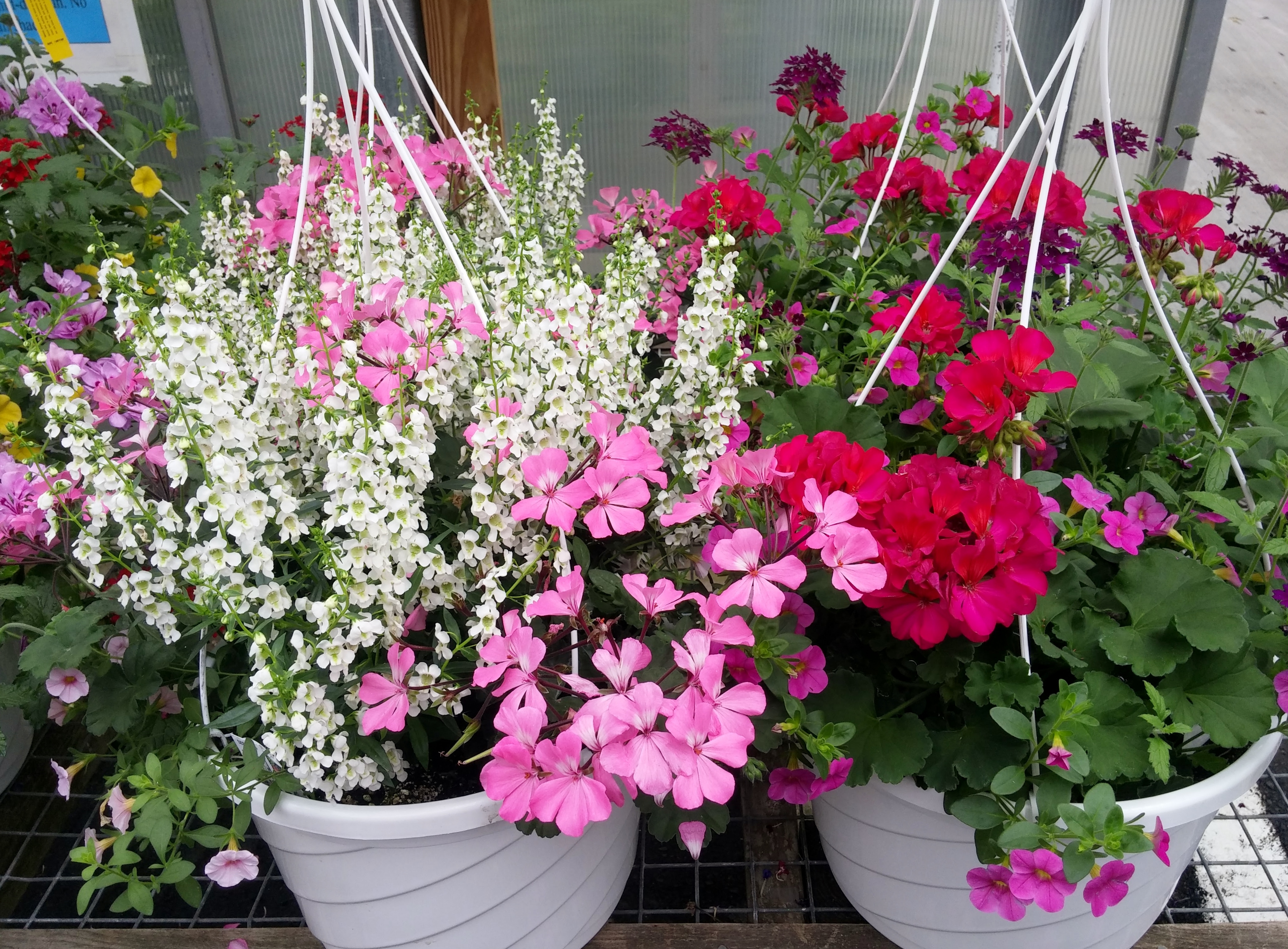 12 inch hanging baskets - Longfellow's Greenhouses