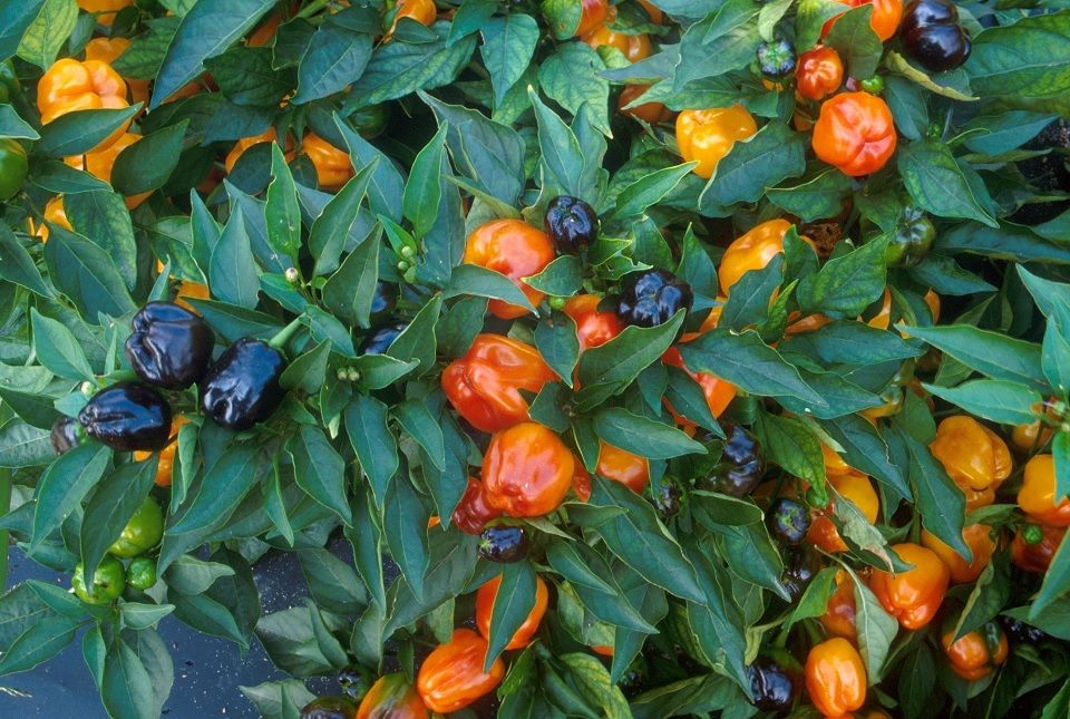 Good and Bad Companion Plants for Peppers - Dre Campbell Farm