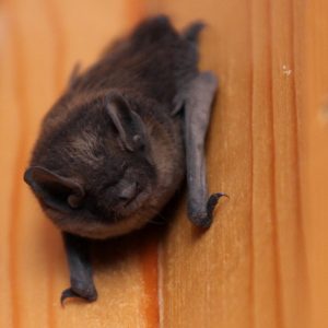 Bat in House … What to do? - Effective Wildlife Solutions