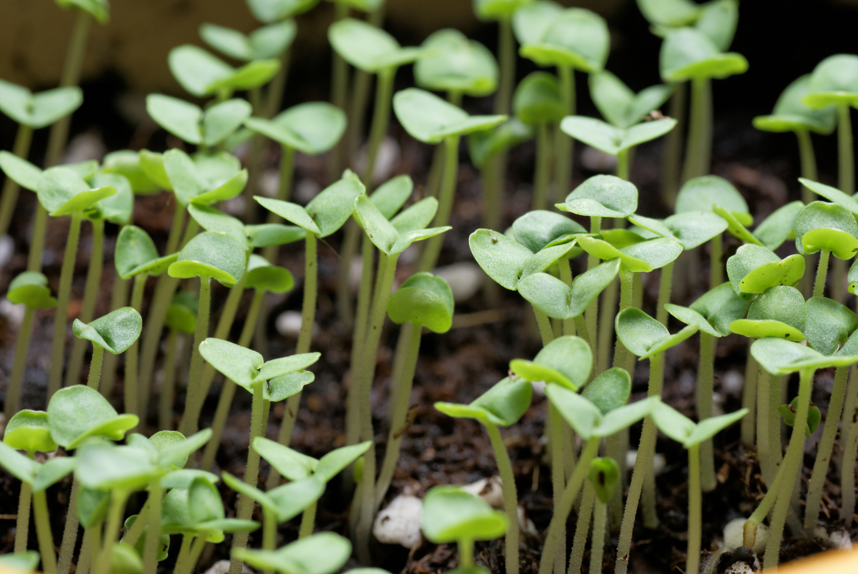 http://www.dreamstime.com/stock-image-basil-seedlings-image23027801