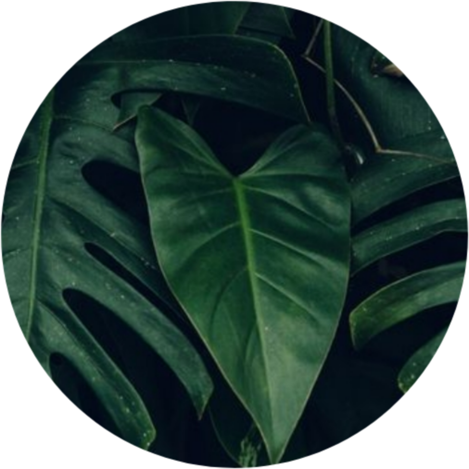 Background Leaves Aesthetic - Free Template PPT Premium Download 2020