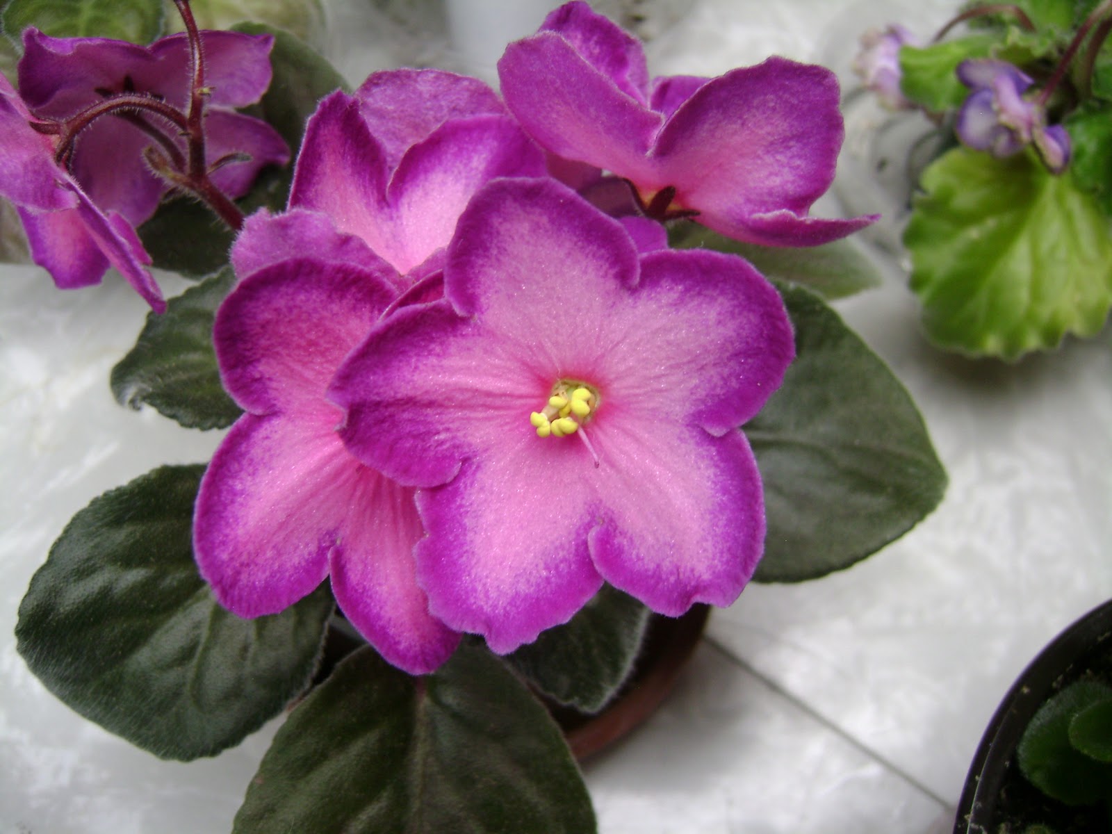 African violet 2