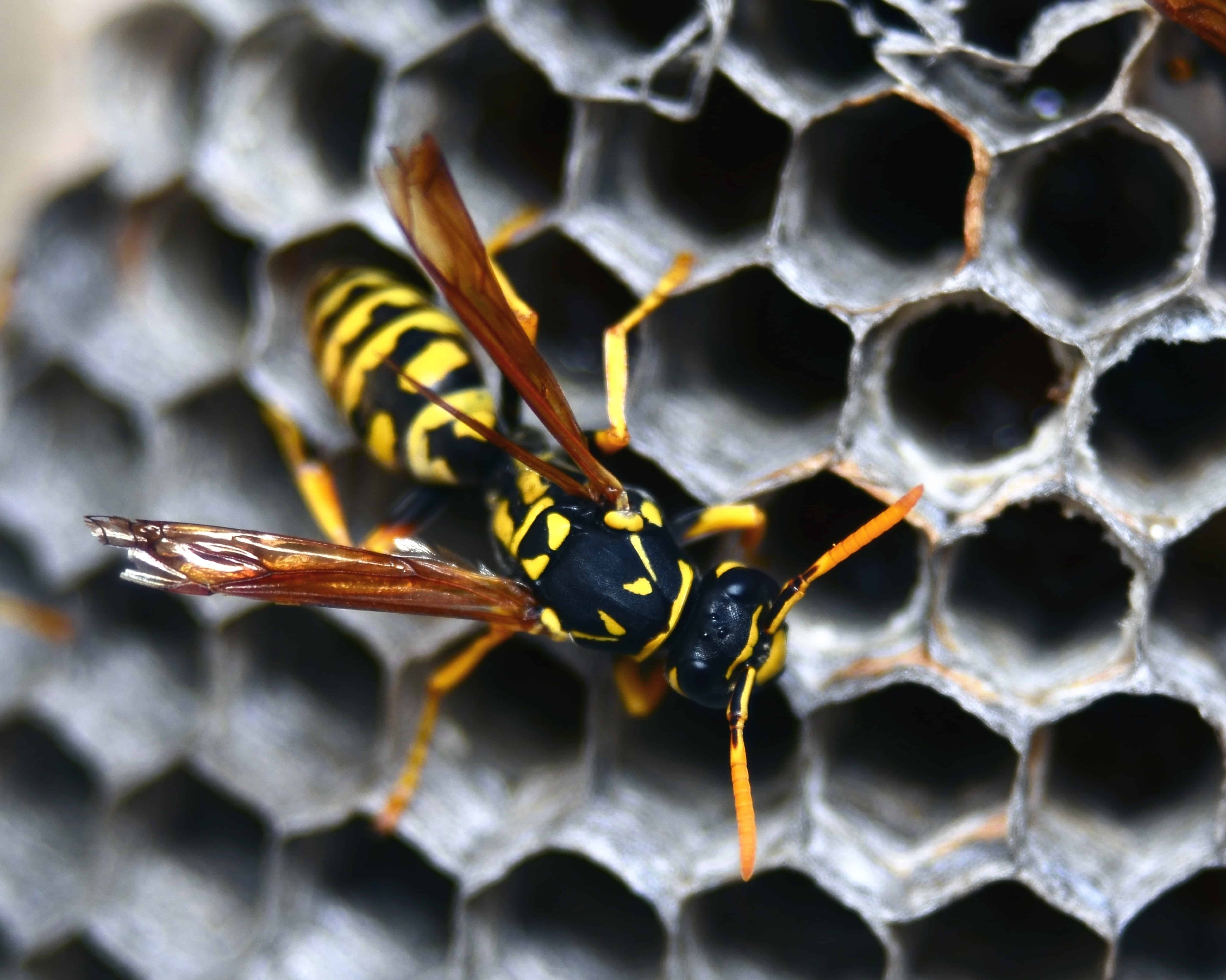 5 Wasp Attractors For Your Home: Green Pest Services