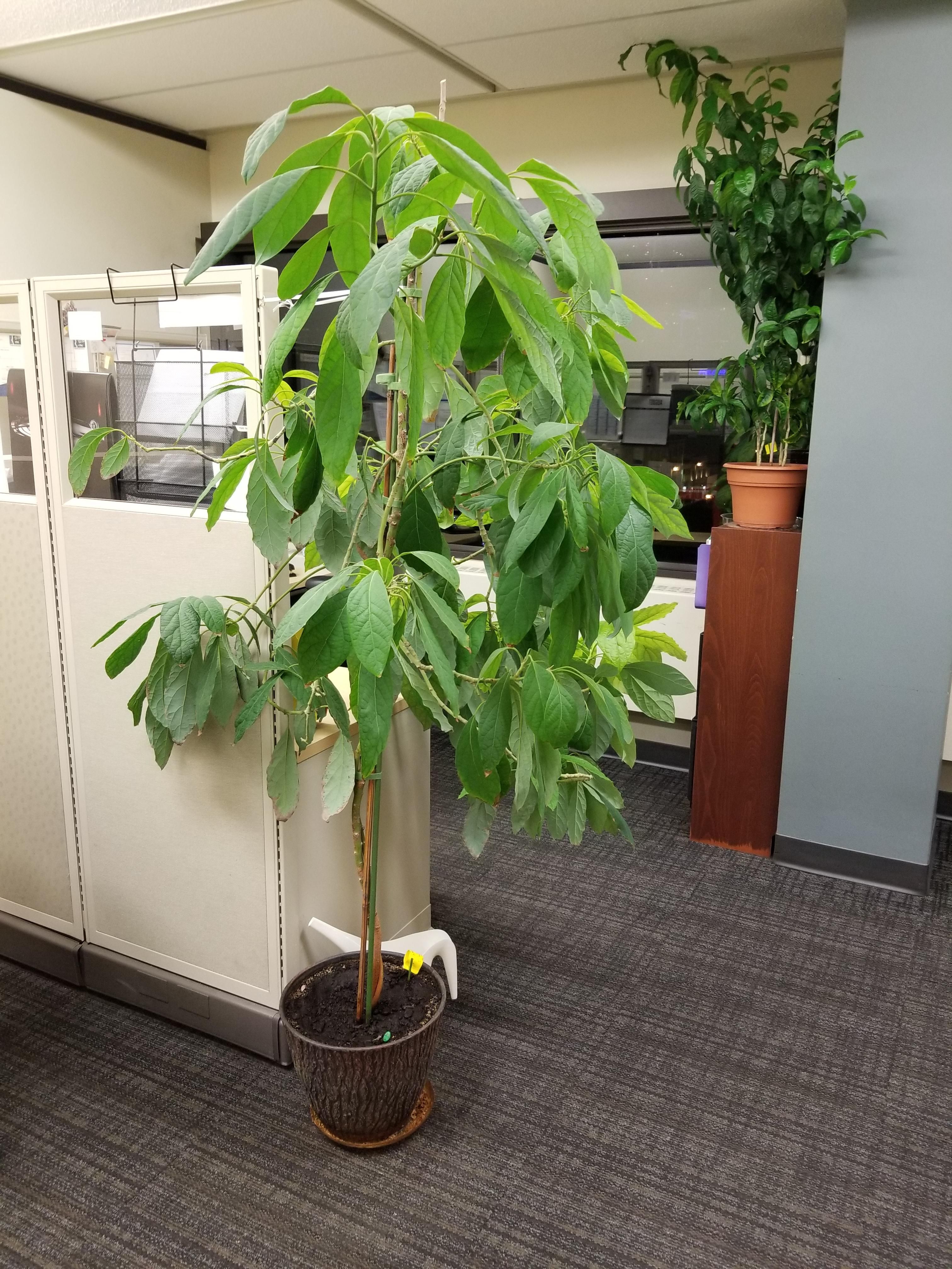 Indoor fruit trees, Indoor avocado tree, Indoor fruit