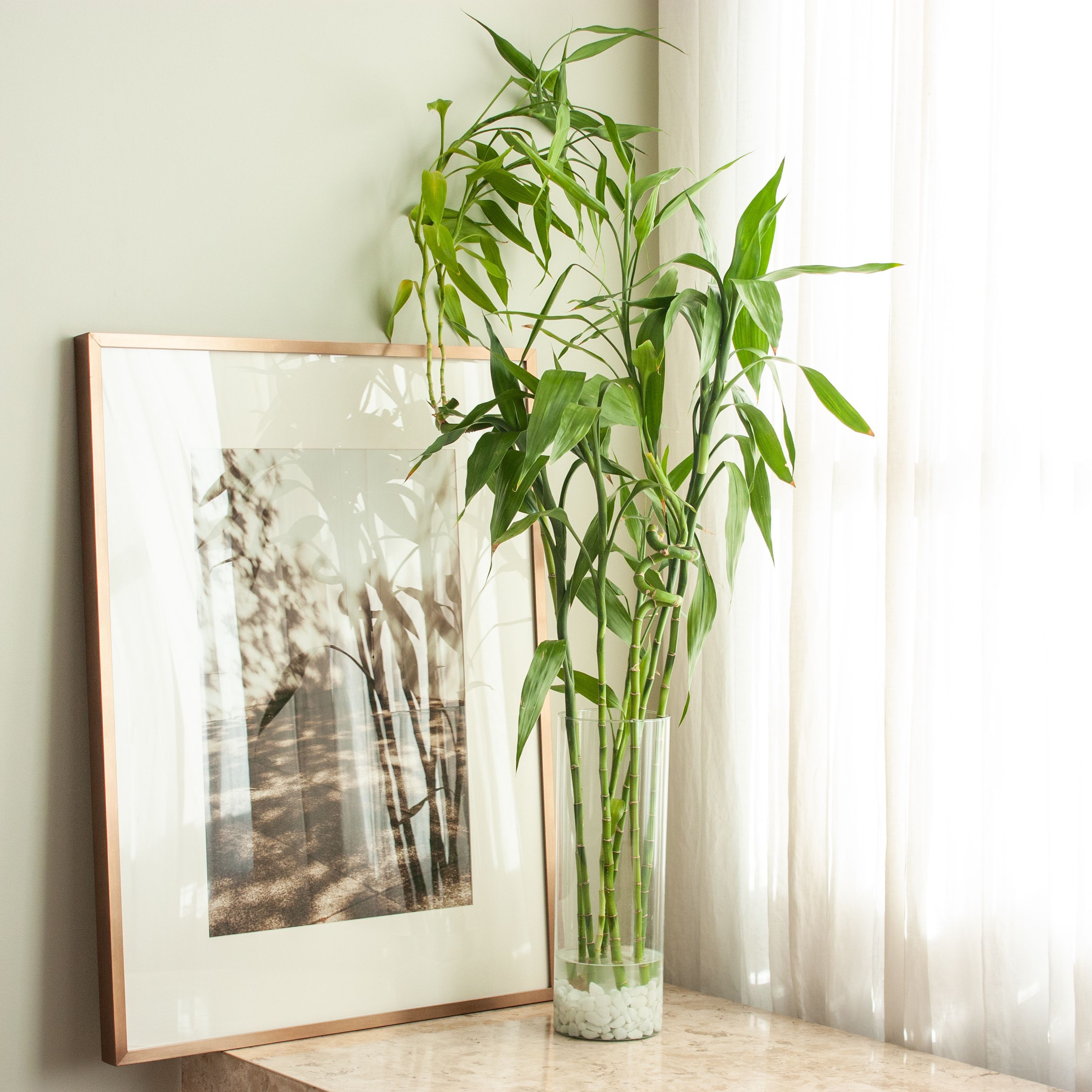 Lucky Bamboo Home Decor in 2021 | Lucky bamboo plants, Lucky bamboo