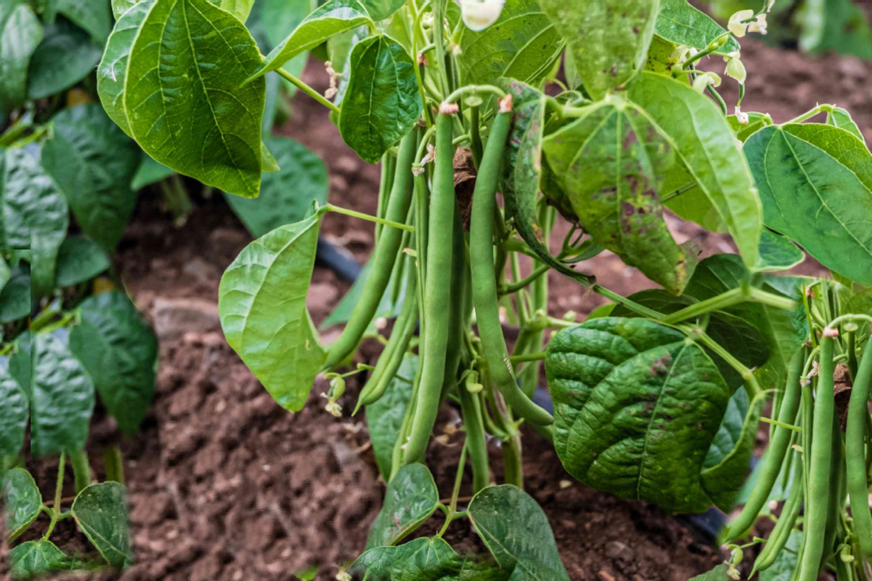 Best Companion Plants for Garden Peas