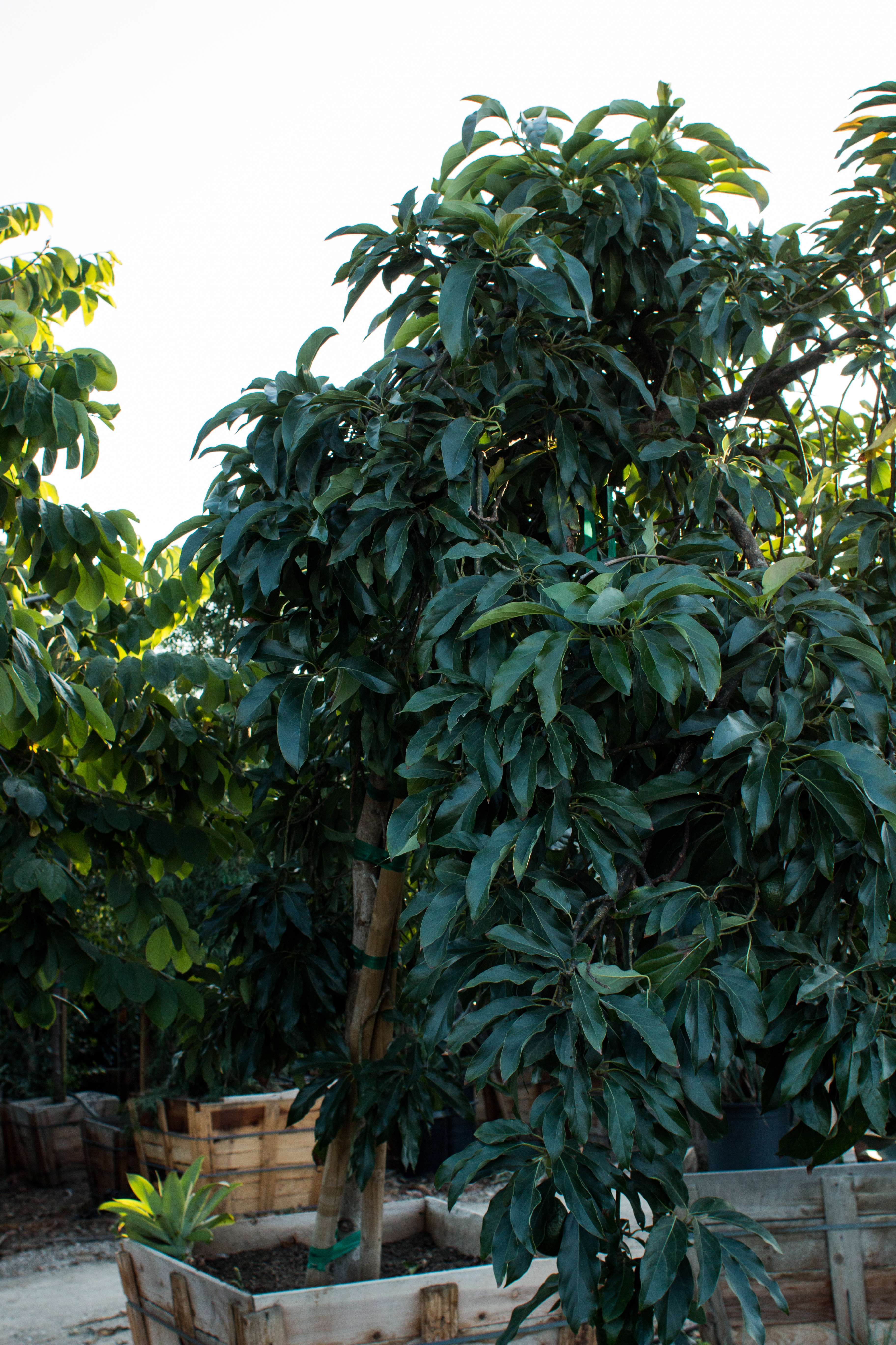 Avocado Tree (Persea Americana) – J.J. Growers Nursery