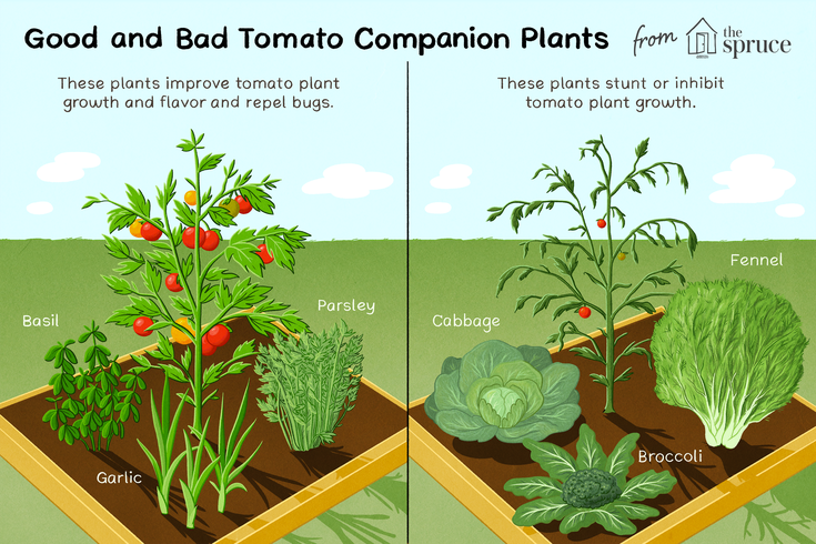 Discover the Companion Plants That Can Help Your Tomatoes Thrive