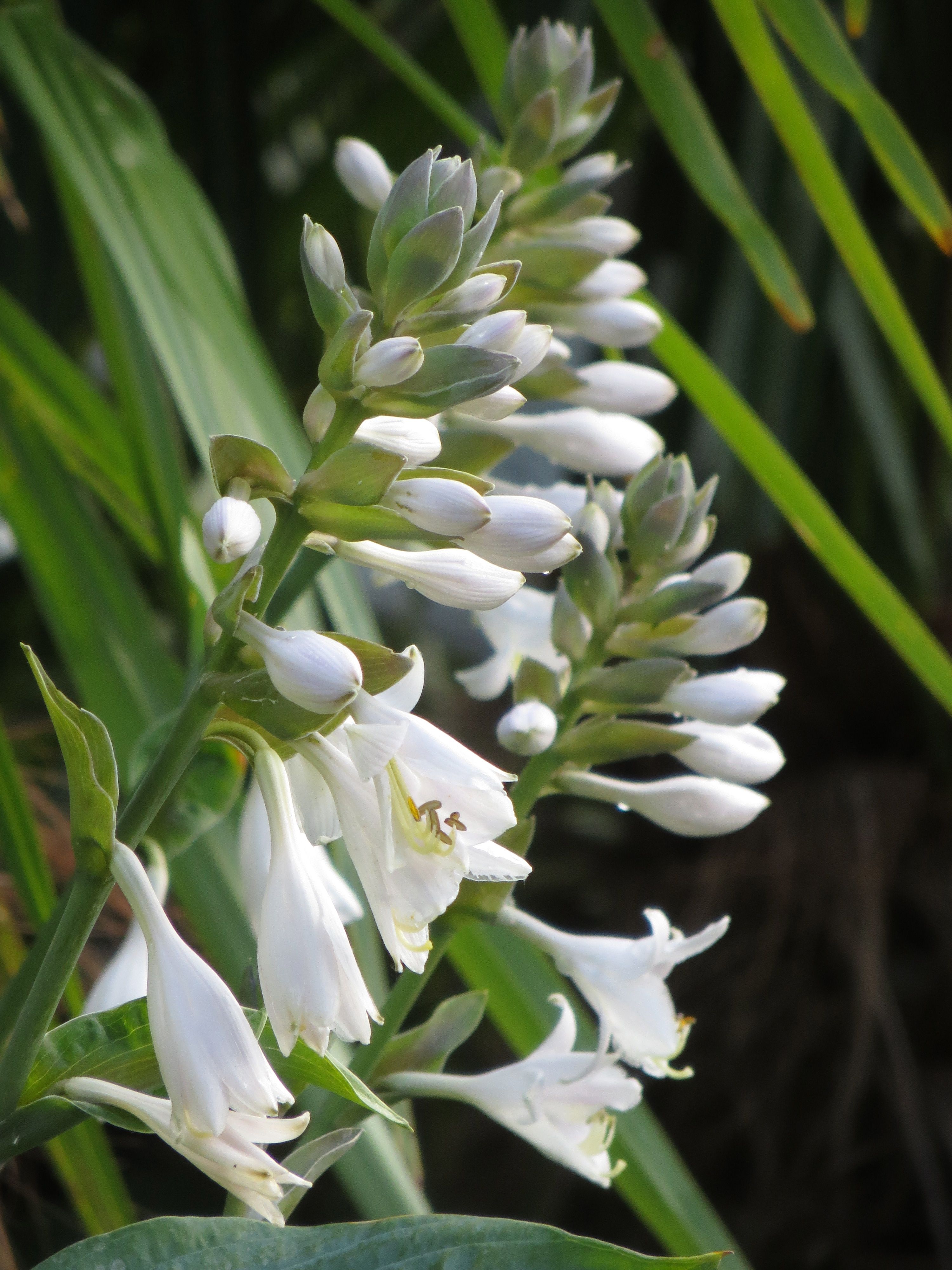 Hosta sieboldiana var. elegans