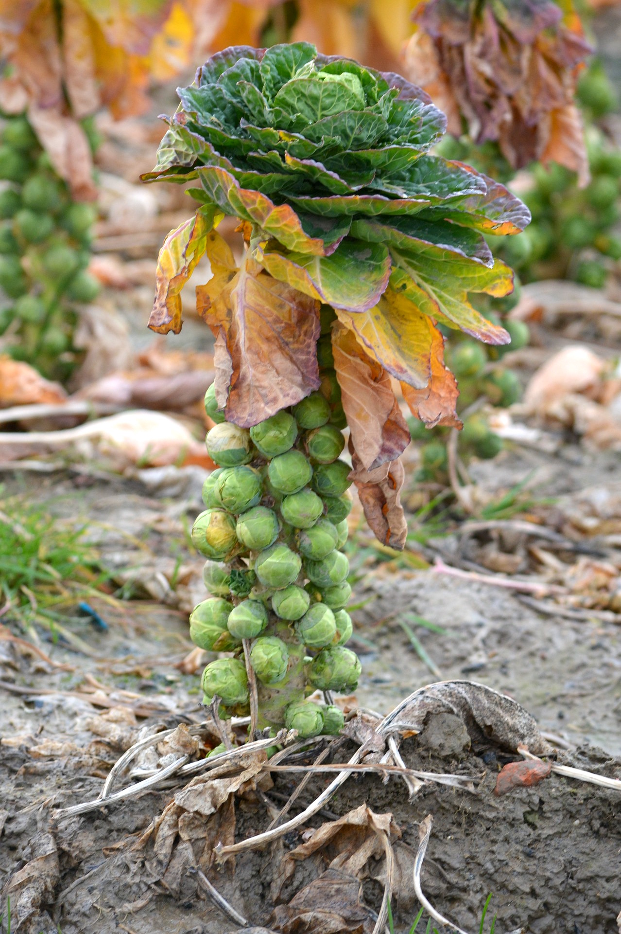 Brussels Sprouts Seedling