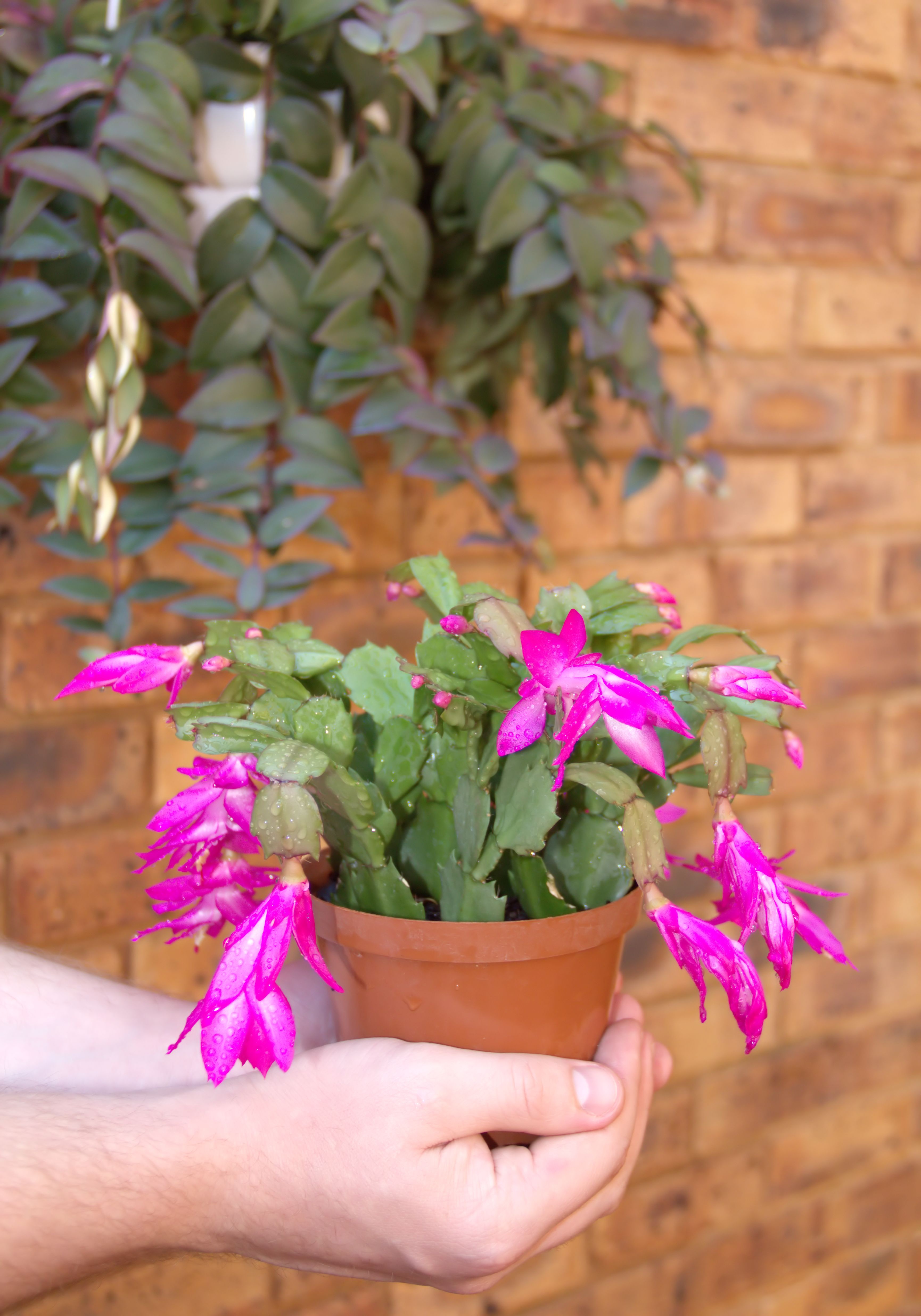 Christmas Cactus Bloom :: Russell Feed & Supply