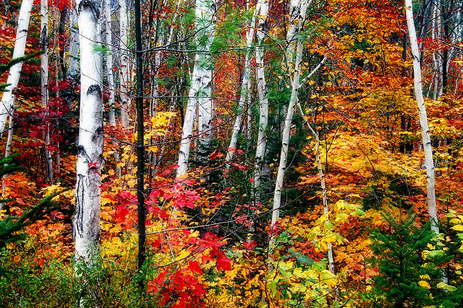 Birch Trees with Colorful Fall Foliage Photograph by George Oze | Fine