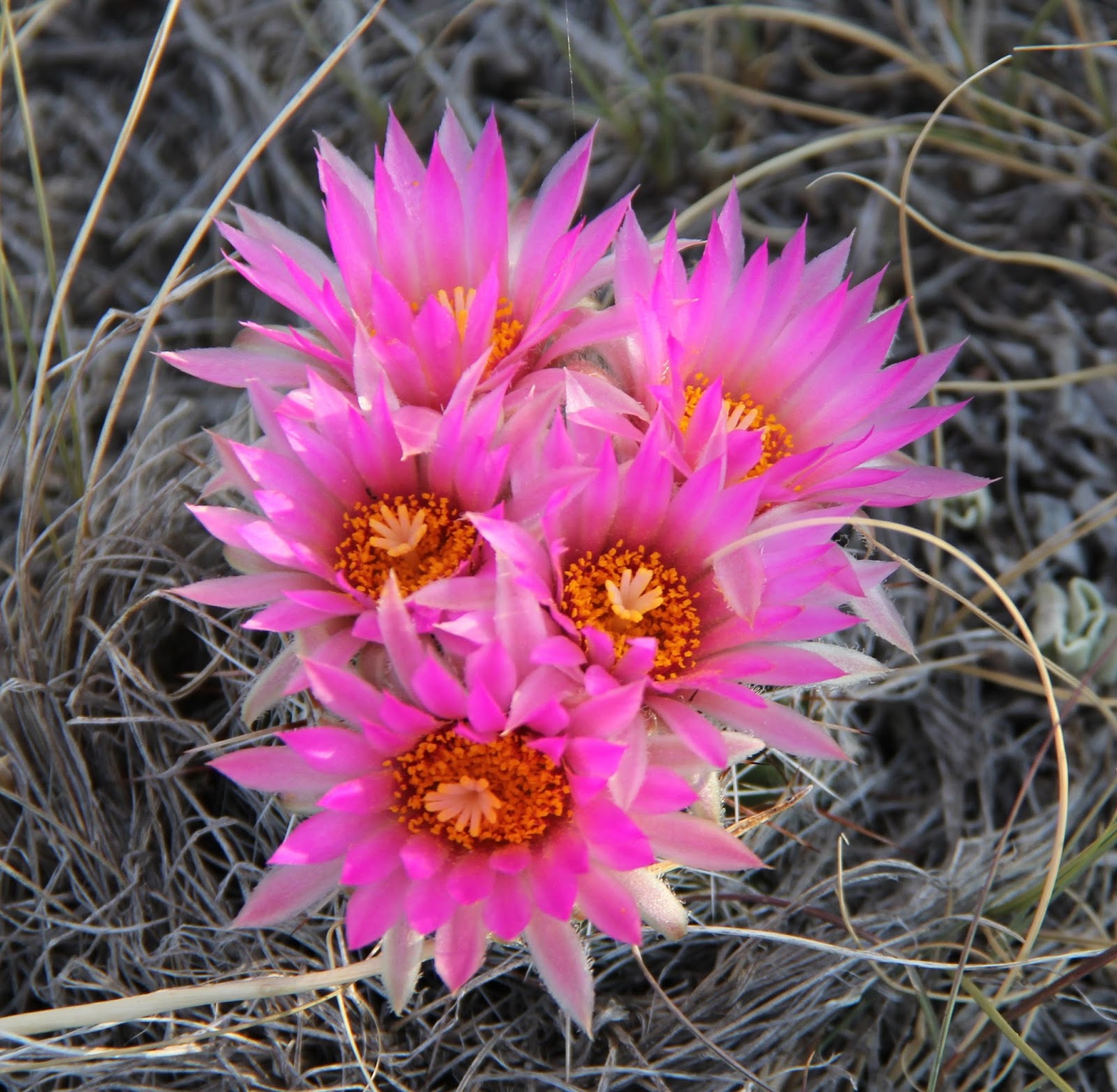 Stephen Bodio's Querencia: Cactus Flower