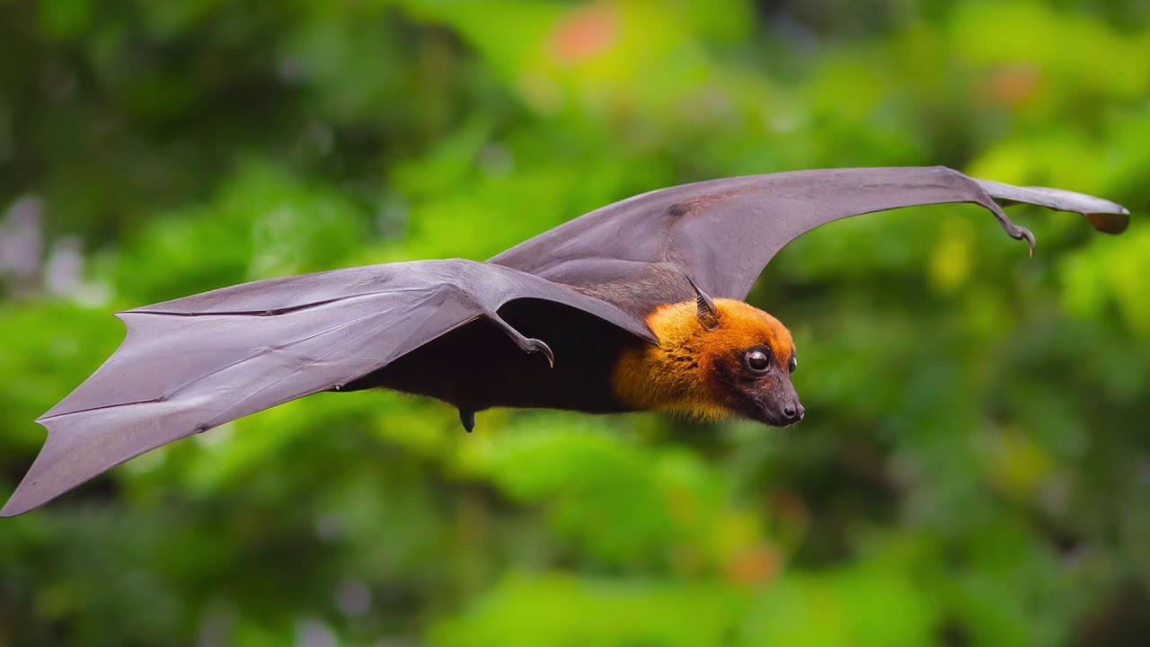 bat sound effect (1 hour) - YouTube