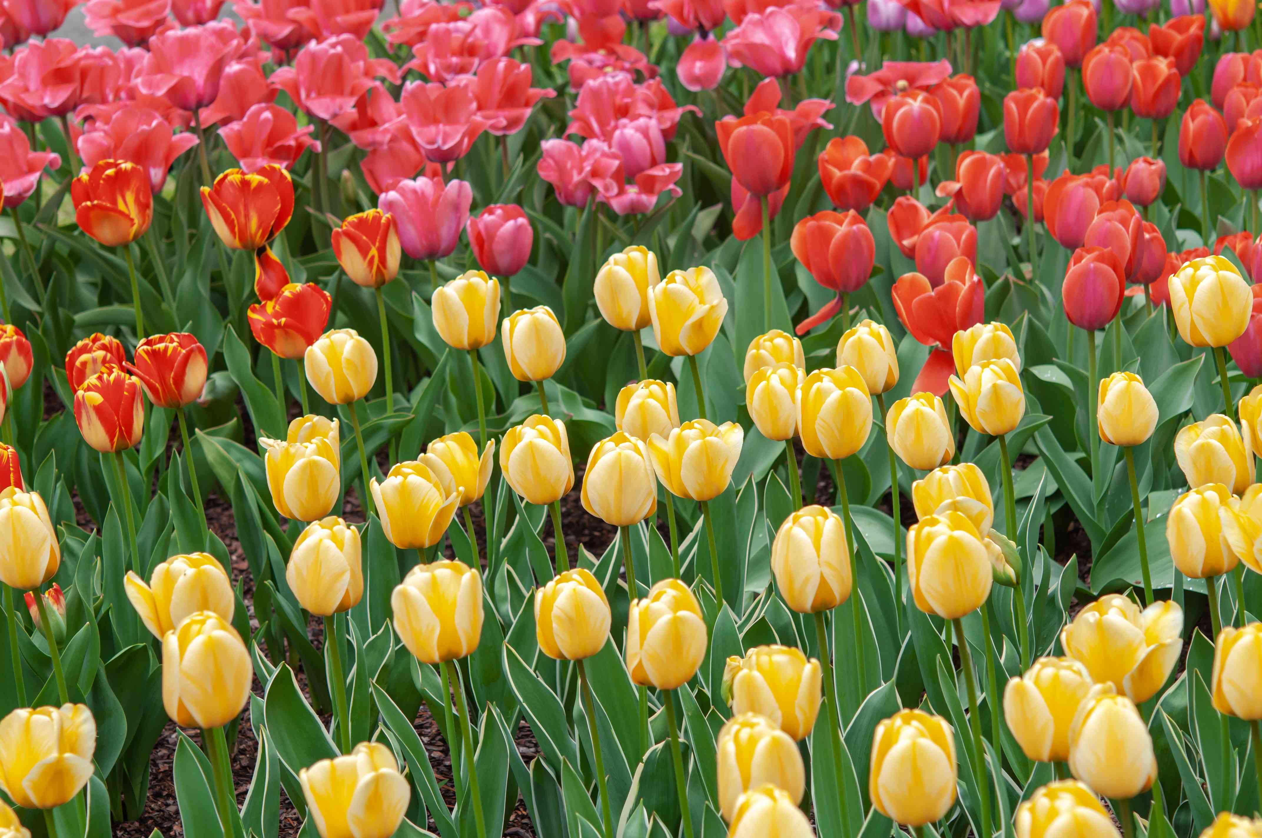 Tulip: How to Grow and Care for Tulip Plants