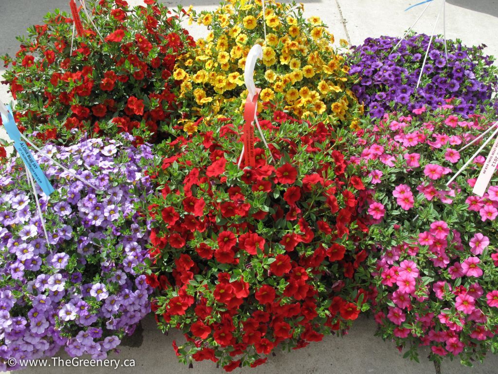 Assorted Calibrachoa hanging baskets | Hanging baskets, Hanging, Plants