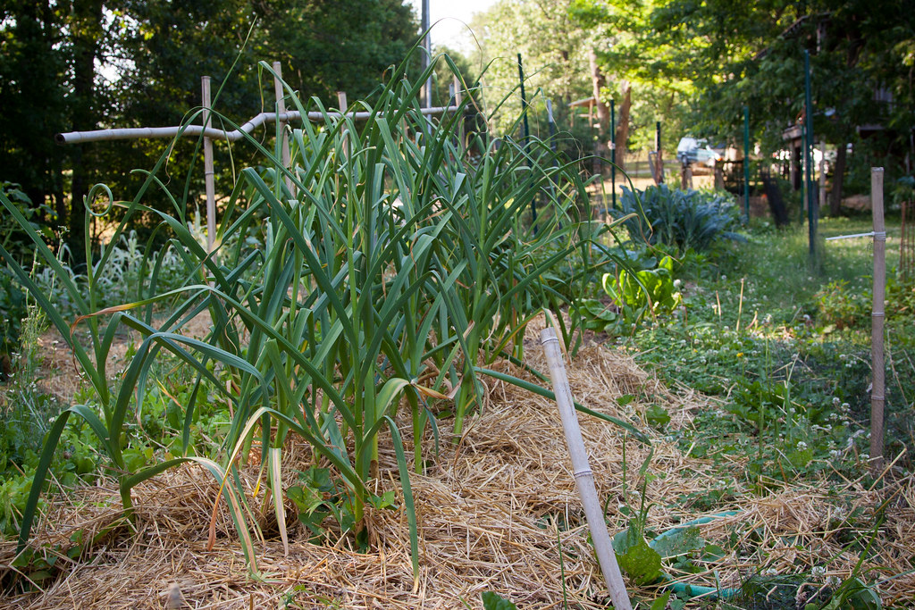 Blue Farm in Bloomington, Indiana