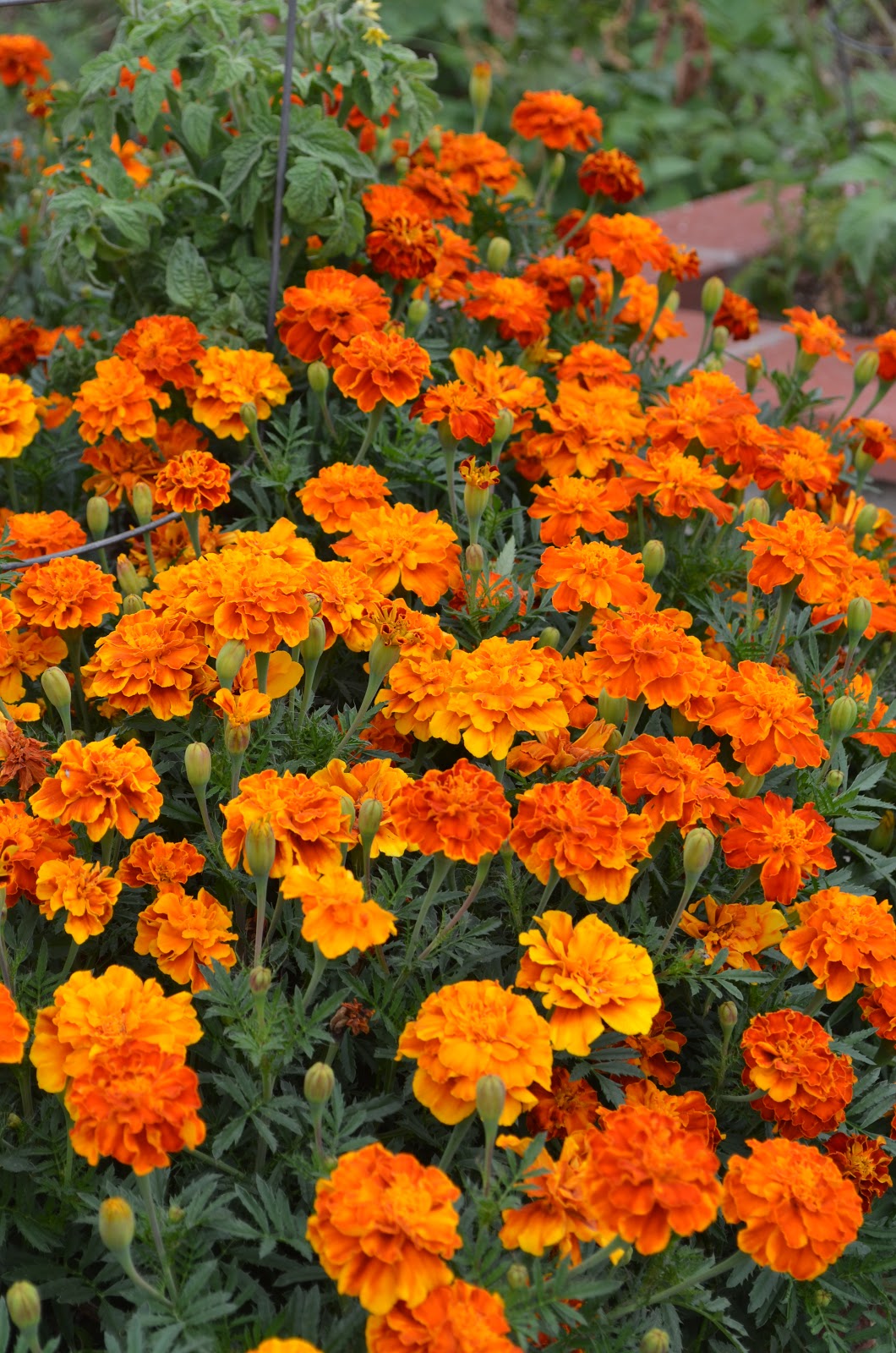 Entertaining From an Ethnic Indian Kitchen: Rediscovering Marigolds