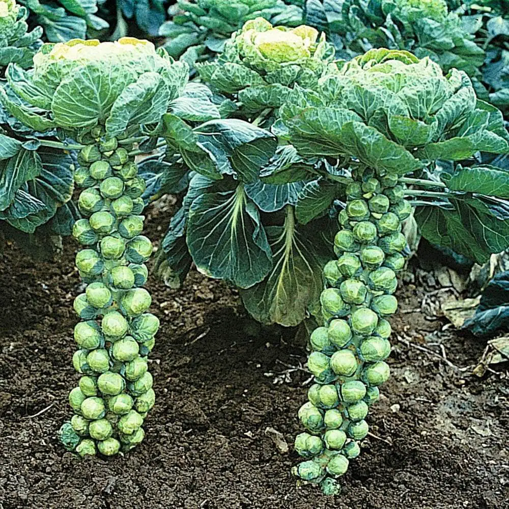 Brussels Sprouts