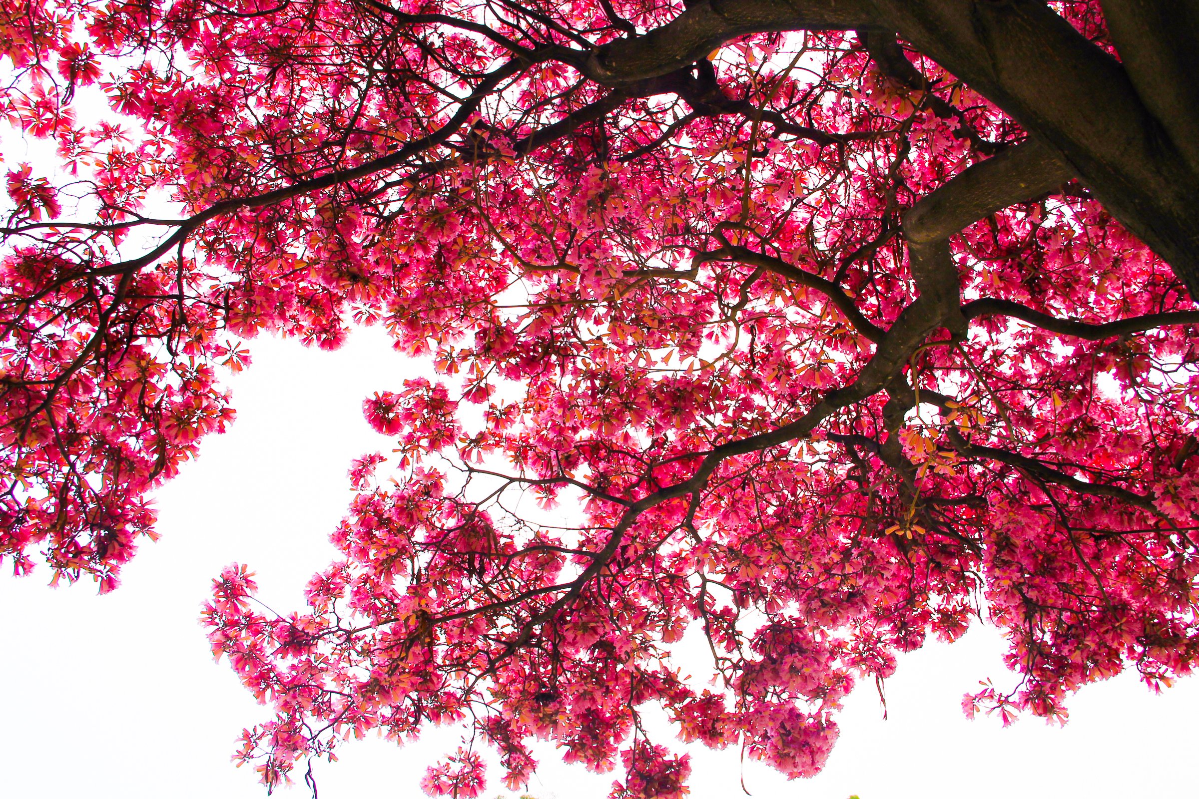 Looking Up At Cherry Blossom Tree & Branches