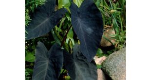 Black Elephant Ear Bulbs
