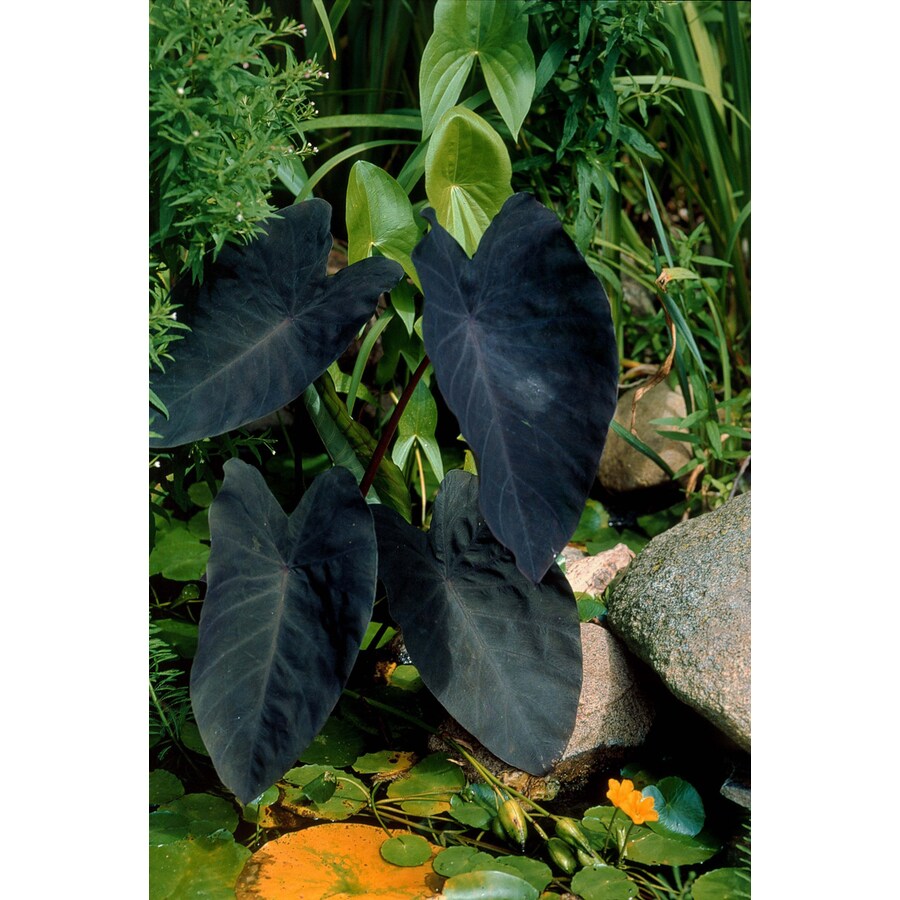 Black Magic Elephants Ear plant from Lowes