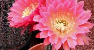 Cactus Flower Pictures