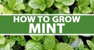 Caring For Mint Plant