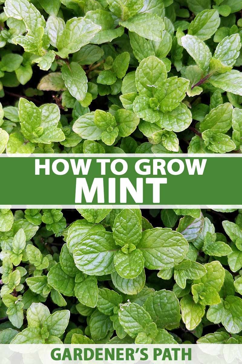 How to Grow and Care for Mint Plants | Gardener’s Path