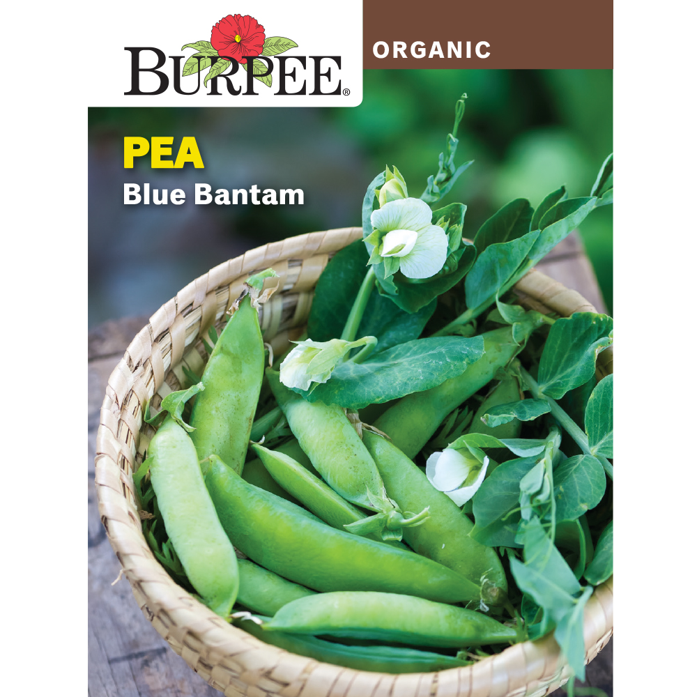 Burpee Organic Blue Bantam Pea Vegetable Seed, 1-Pack - Walmart.com