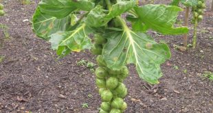 Brussel Sprouts Grow