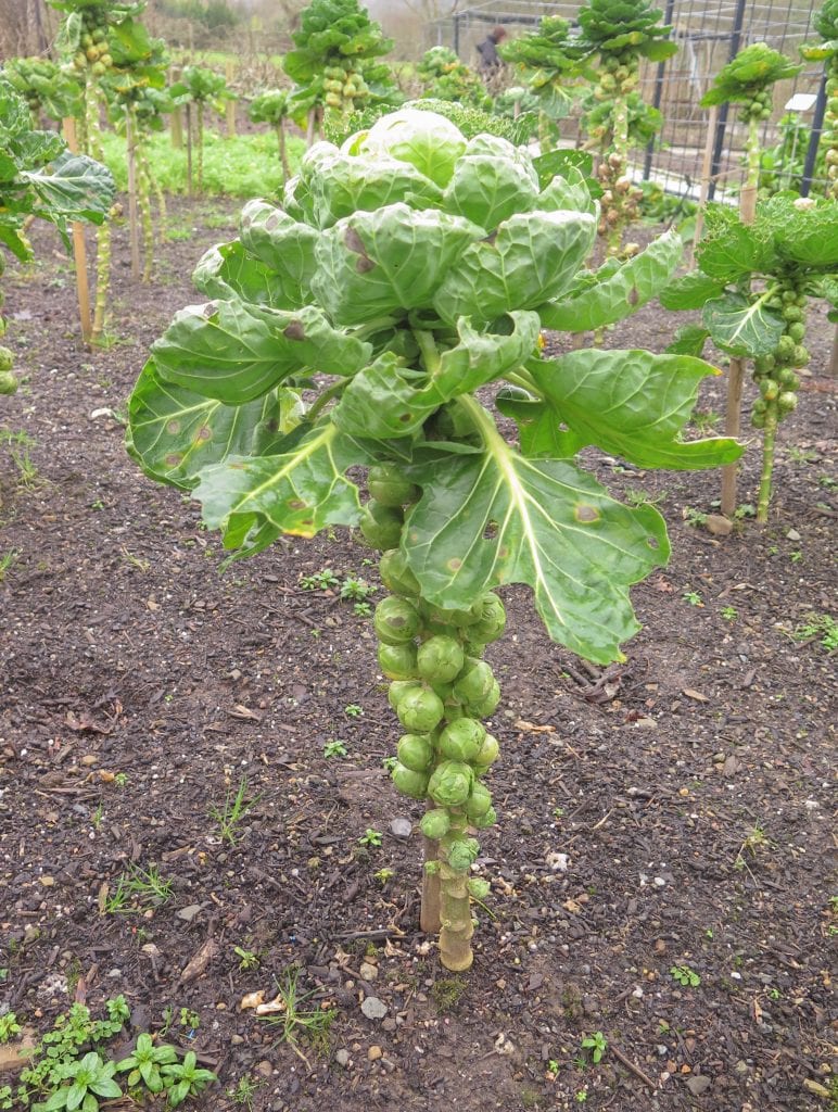 Growing Your Own Brussel Sprouts | AgNet West