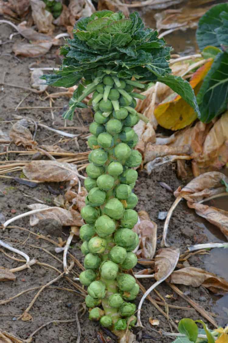 How To Grow Brussels Sprouts - Earth, Food, and Fire