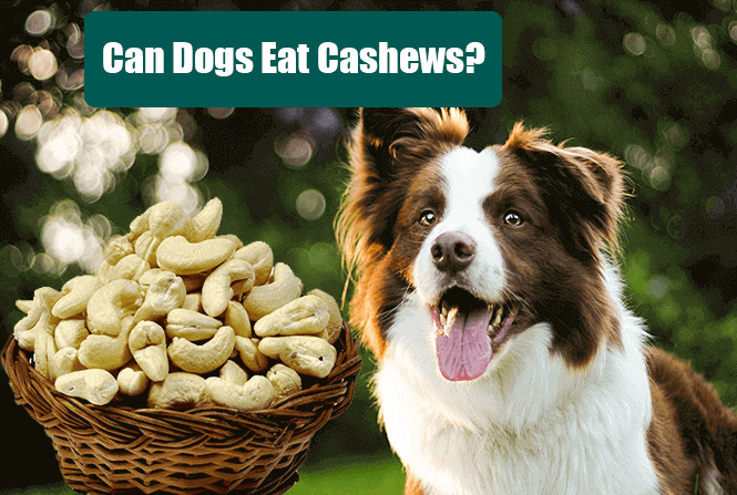 Can Dogs Eat Cashews? Are Cashews Good or Bad For Dogs to Eat?