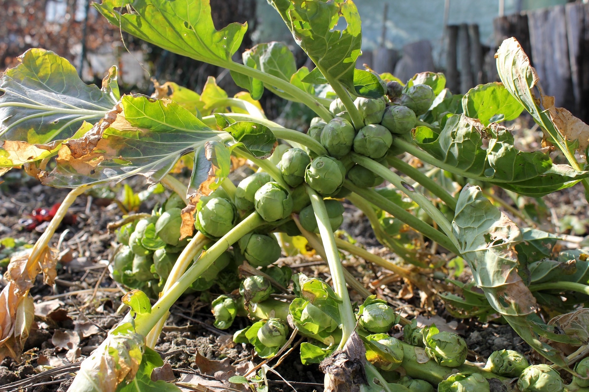 How to Grow Brussels Sprouts