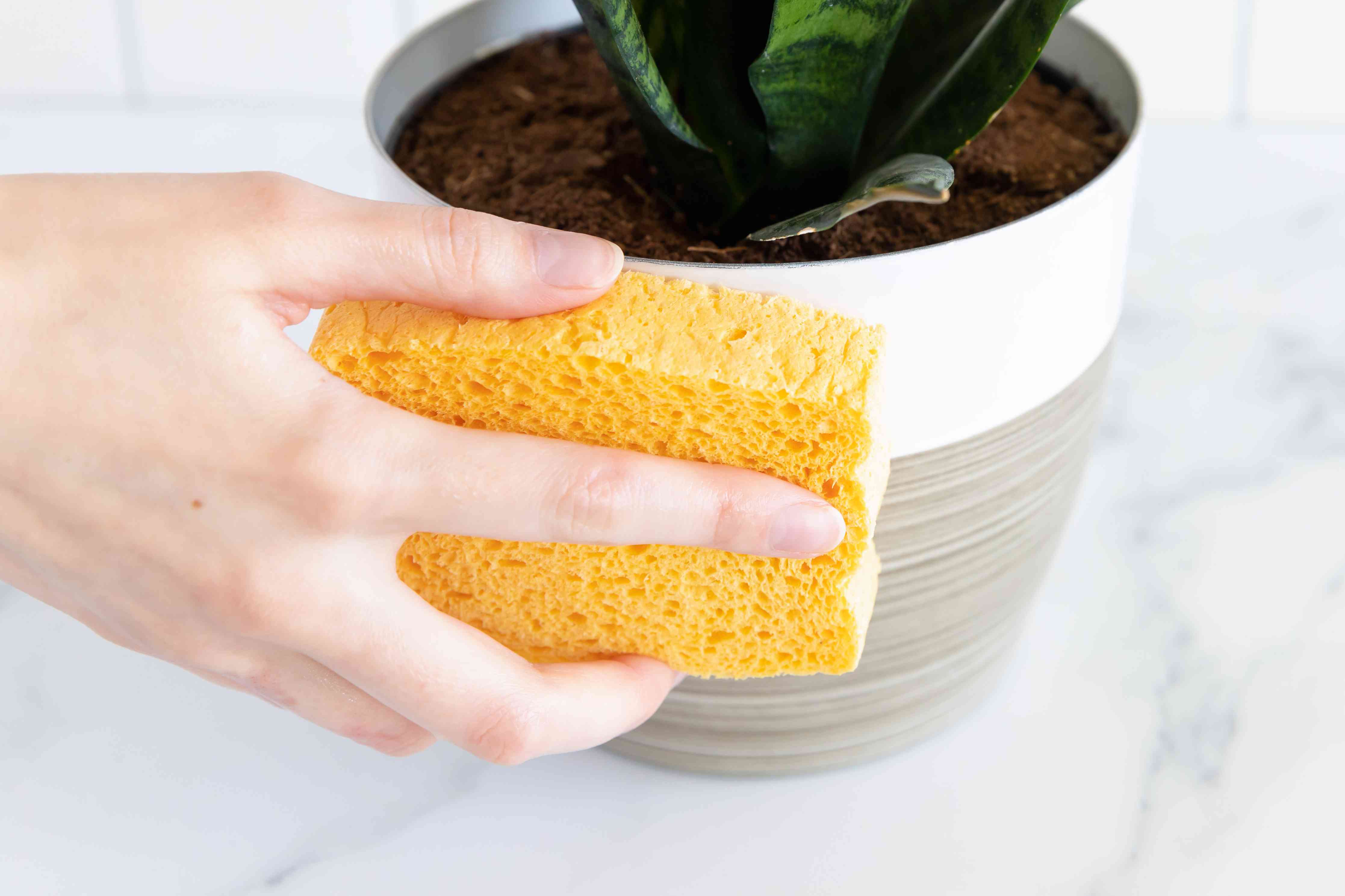 Houseplant leaves being cleaned