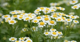 Chamomile Plants For Sale