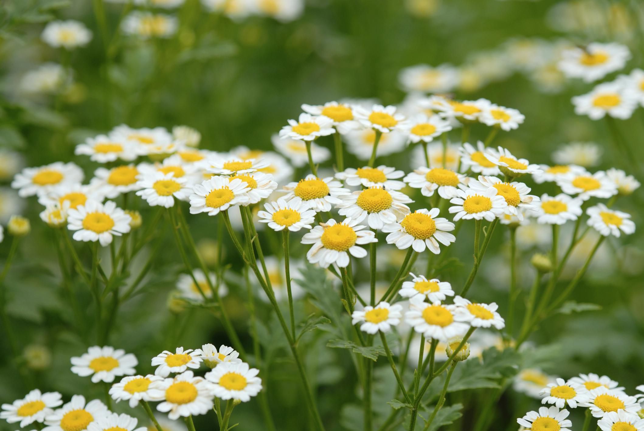 How to Grow and Care for Chamomile