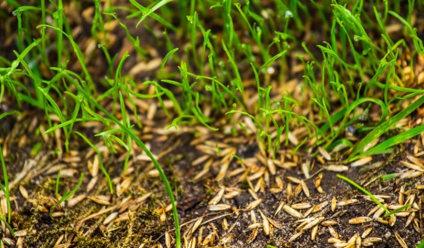 The 12 Best Grass Seed in 2022 - (Picks & Reviews)