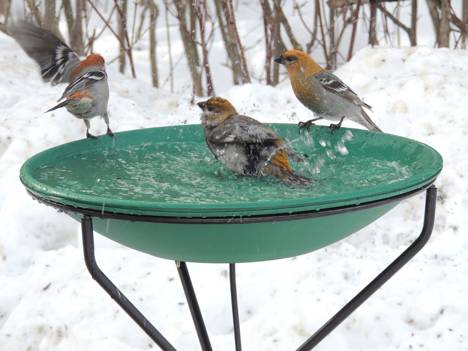 Life in the Beaver Hills: Heated bird bath from Wild Birds Unlimited