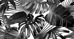 Black And White Palm Leaves