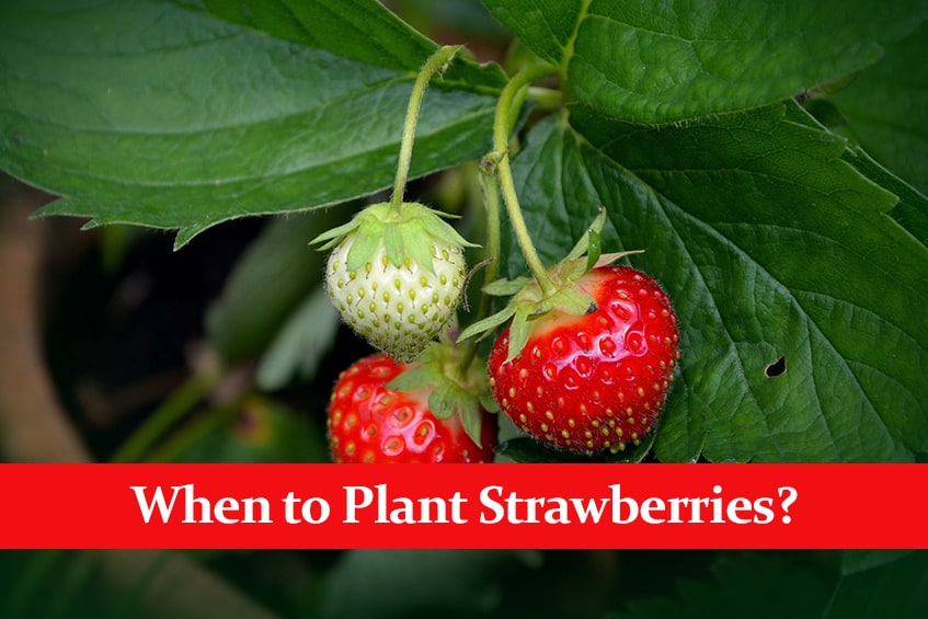 When to Plant Strawberries? || It Depends on Your Location - Green