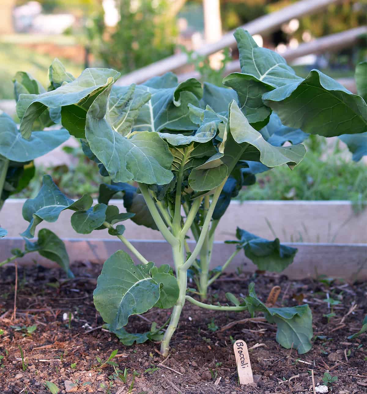 How to Grow Broccoli ⋆ Big Blog Of Gardening