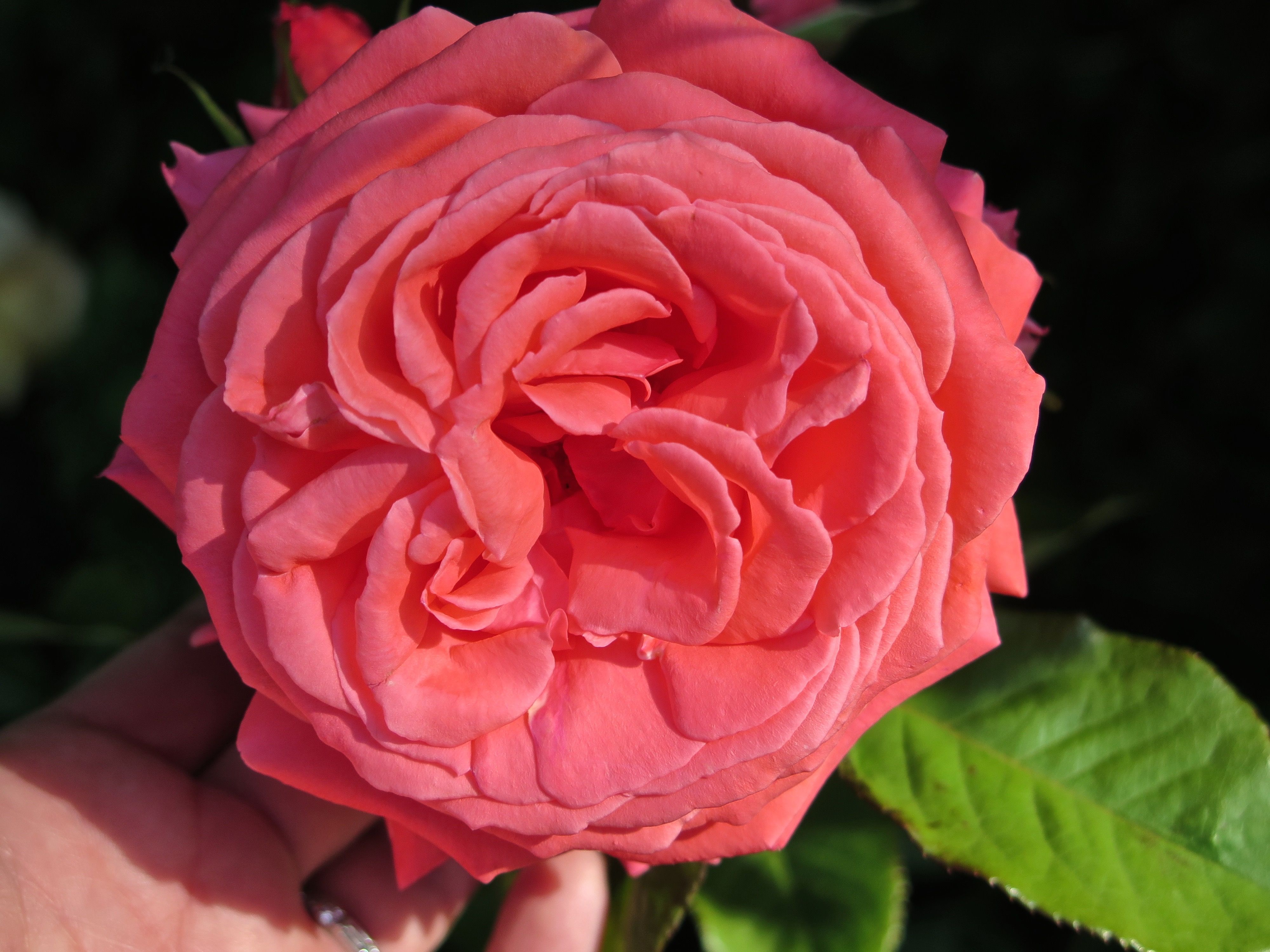 New climbing rose in my Napa Valley garden - 'America'. | Climbing